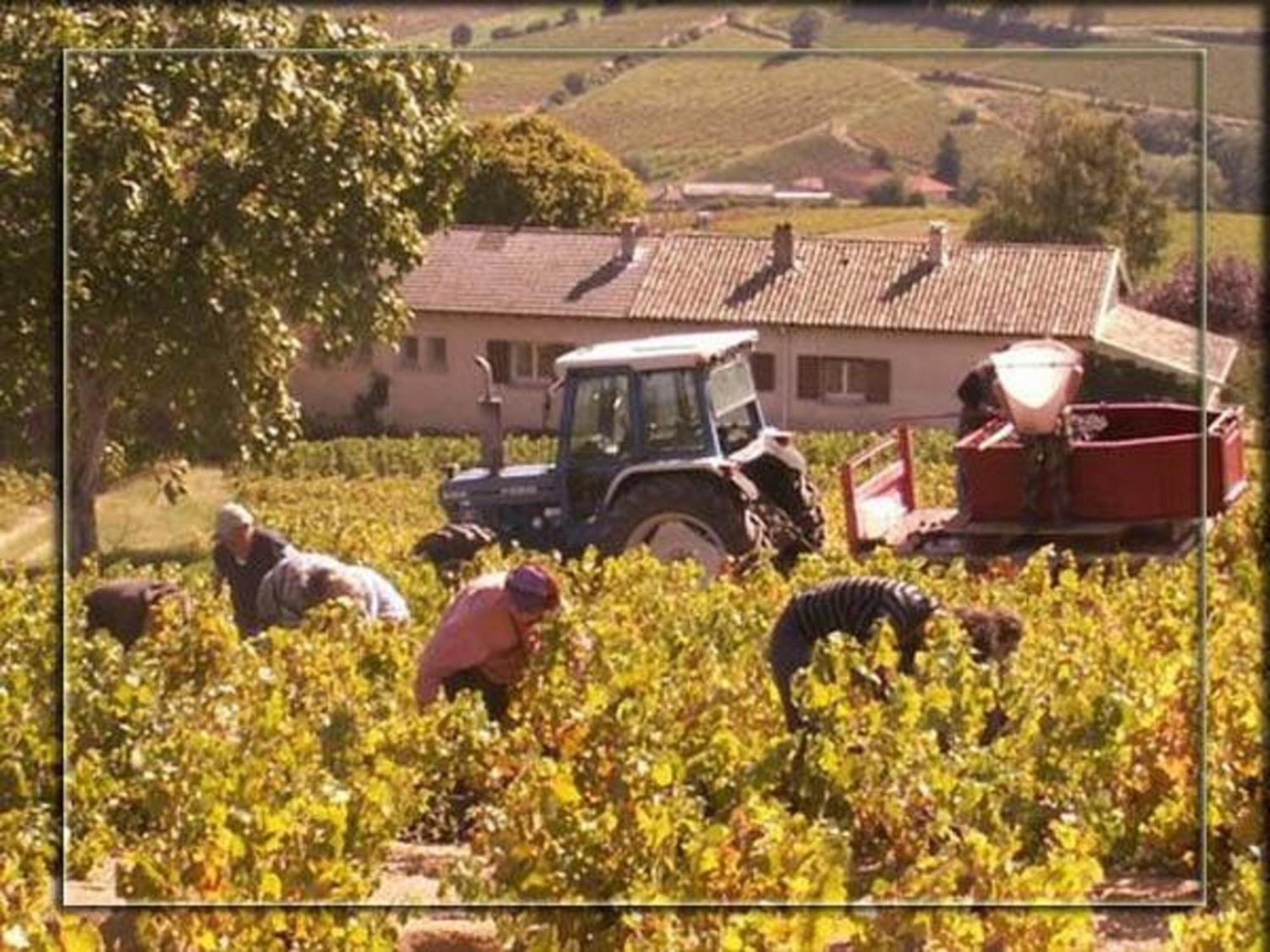 La Croix De Saburin Bed & Breakfast Quincie-en-Beaujolais Bagian luar foto